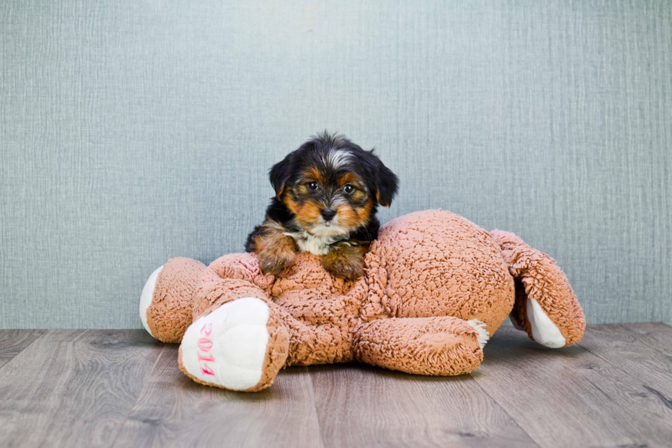 Shorkie Pup Being Cute