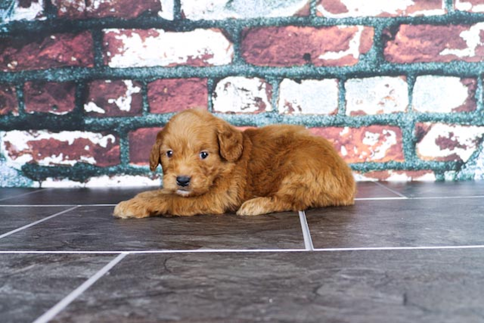 Mini Goldendoodle Puppy for Adoption