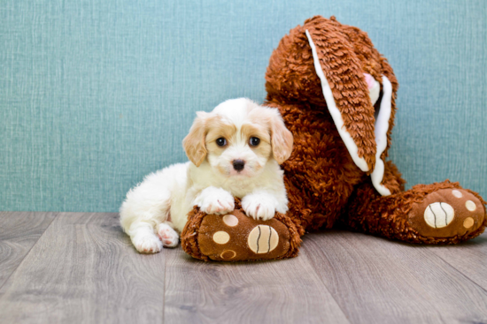 Adorable Cavalier Designer Puppy