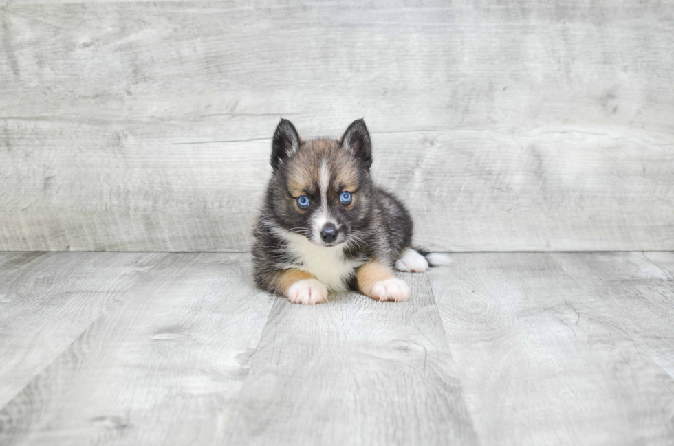 Pomsky Pup Being Cute