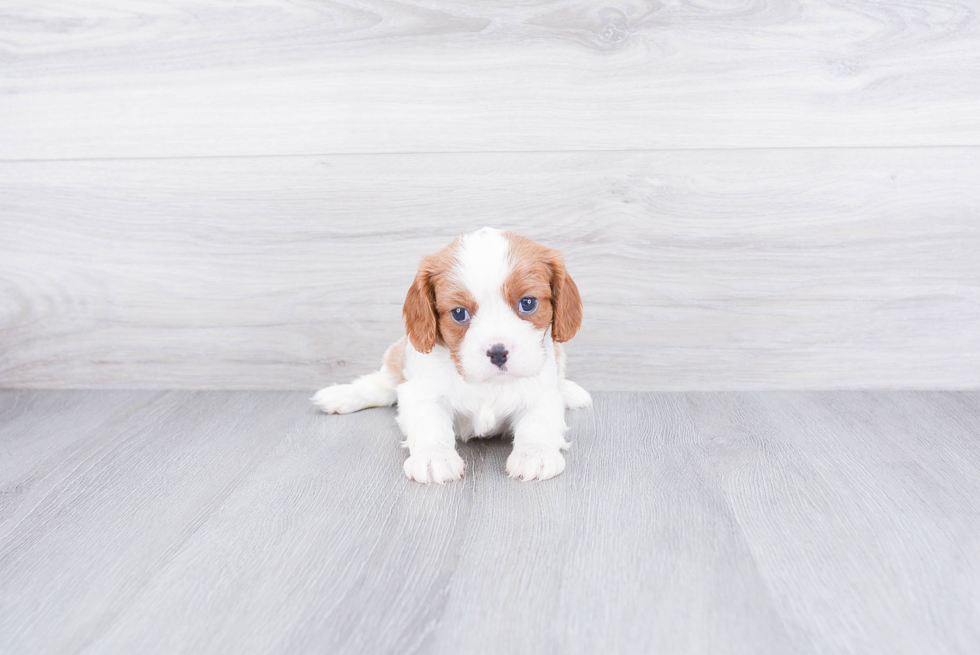 Playful Cavalier King Charles Spaniel Purebred Pup