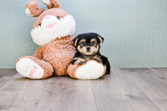 Hypoallergenic Yorkie Designer Puppy