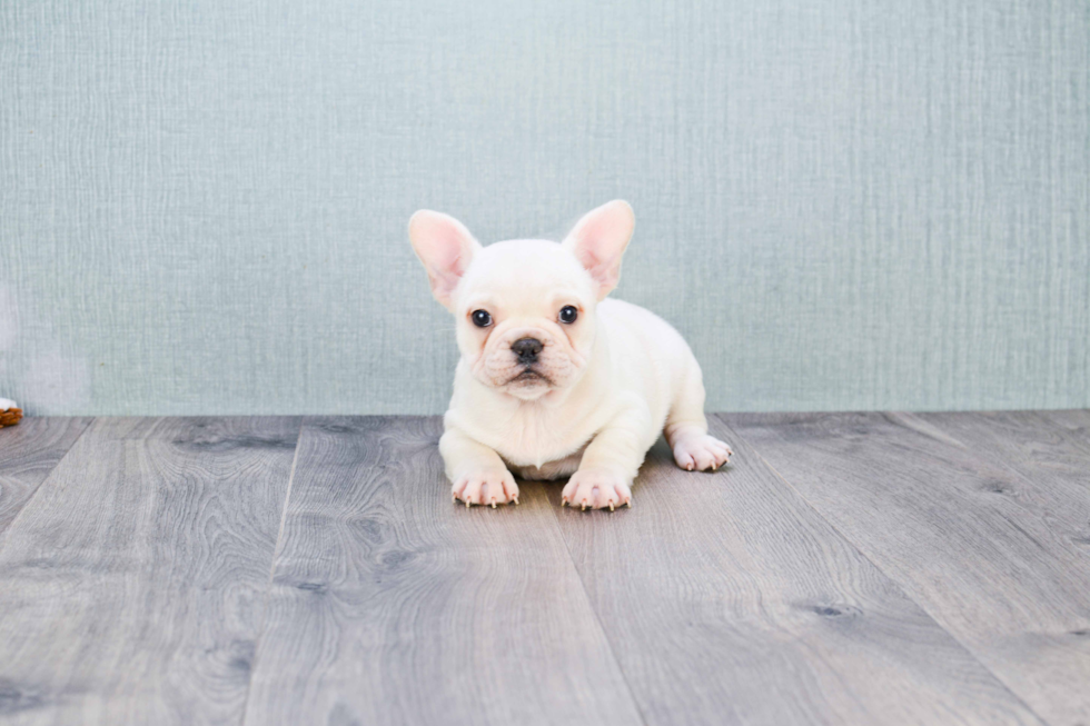 Fluffy Frenchie Purebred Puppy