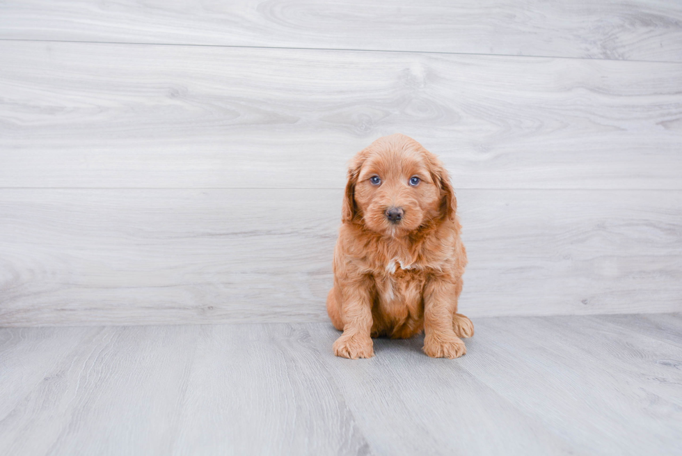 Best Mini Goldendoodle Baby