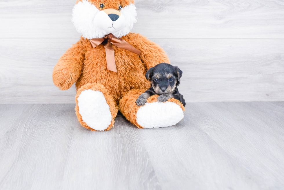 Yorkie Poo Puppy for Adoption