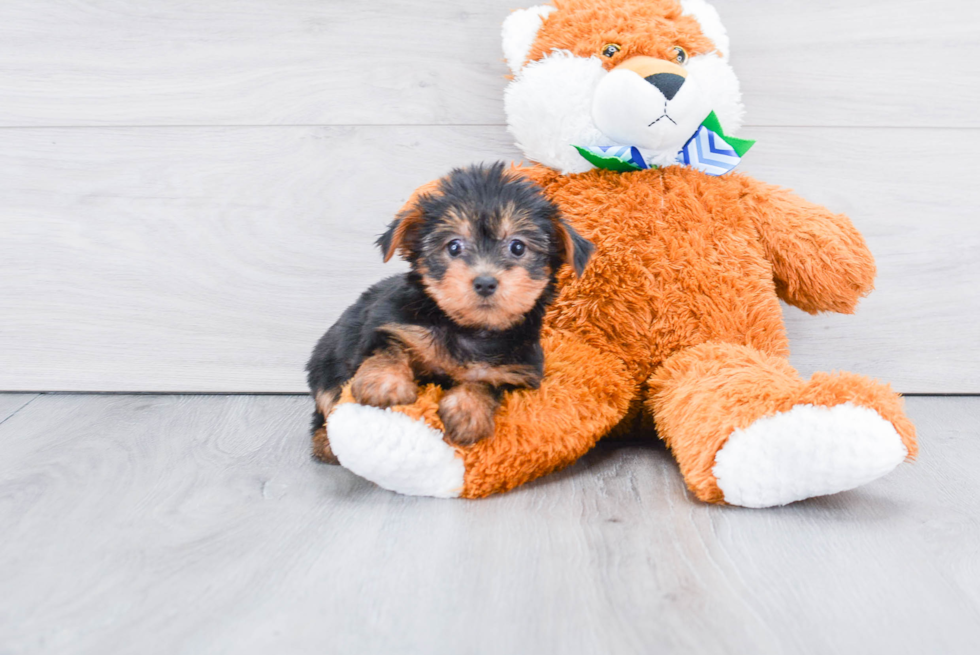 Meet Bella - our Yorkshire Terrier Puppy Photo 