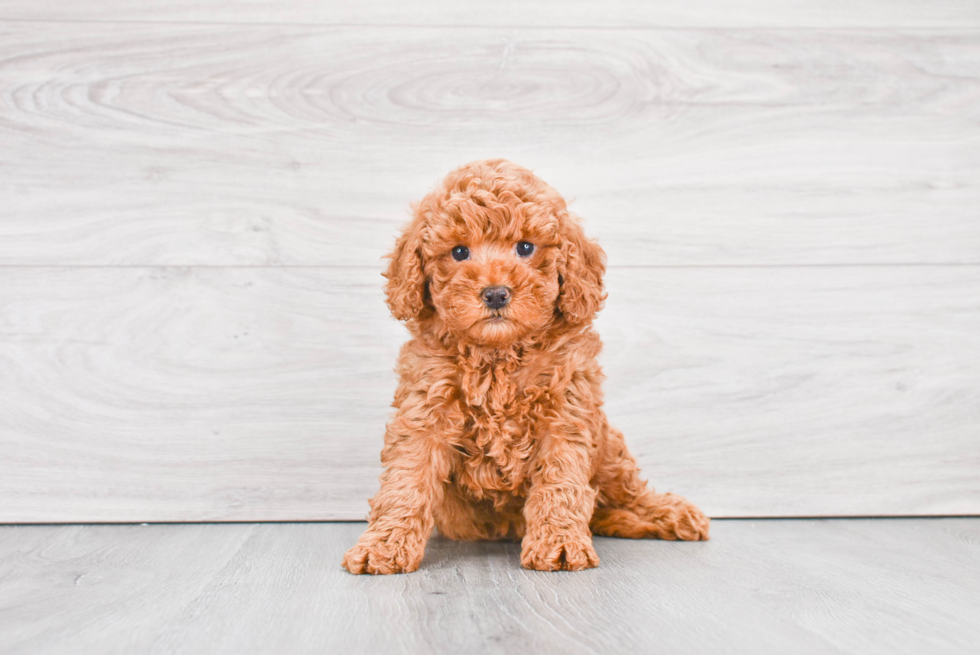 Best Mini Goldendoodle Baby