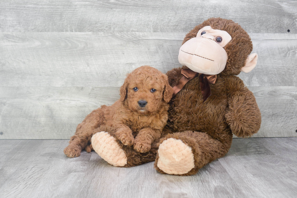 Funny Mini Goldendoodle Poodle Mix Pup