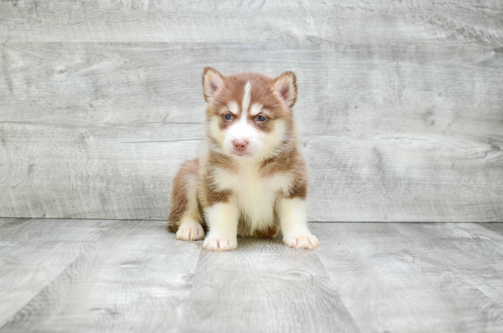 Pomsky Pup Being Cute