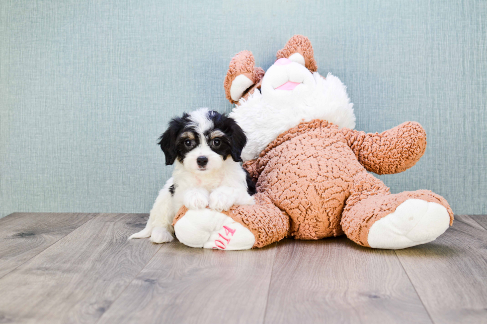 Best Cavachon Baby