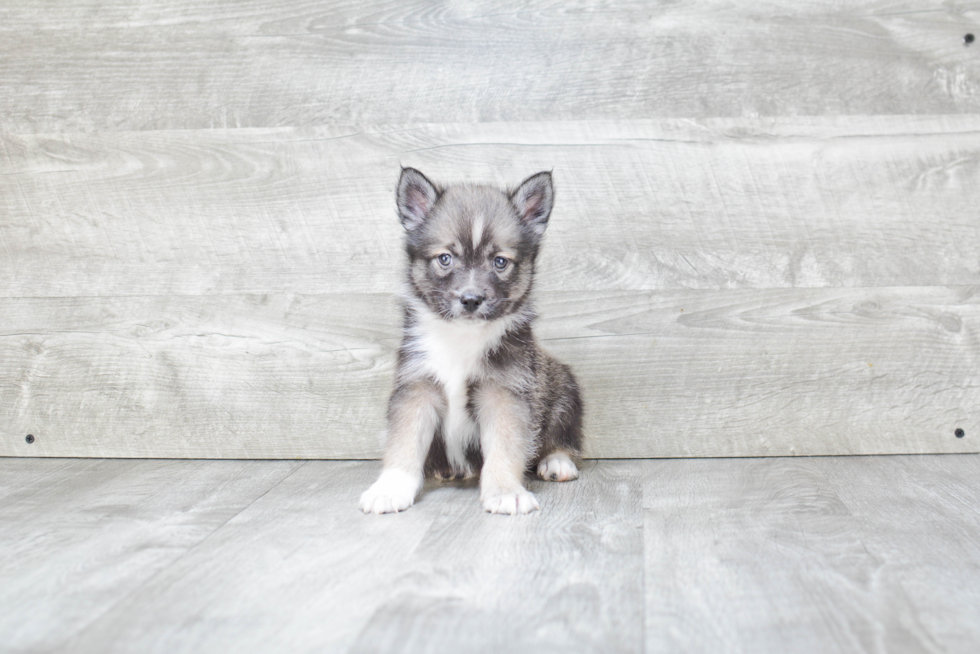 Pomsky Puppy for Adoption