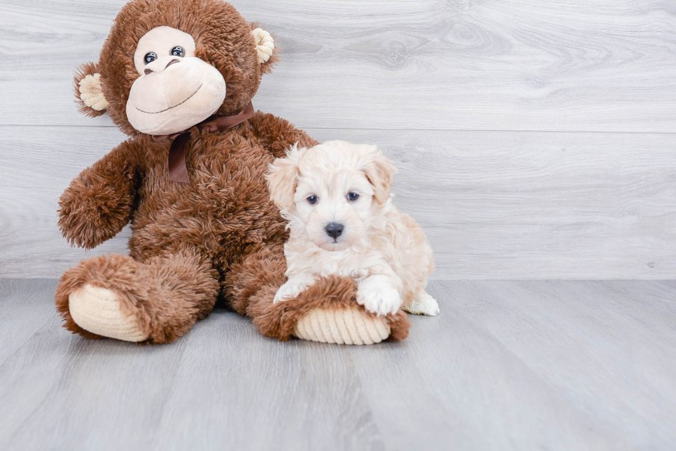 Hypoallergenic Maltepoo Poodle Mix Puppy