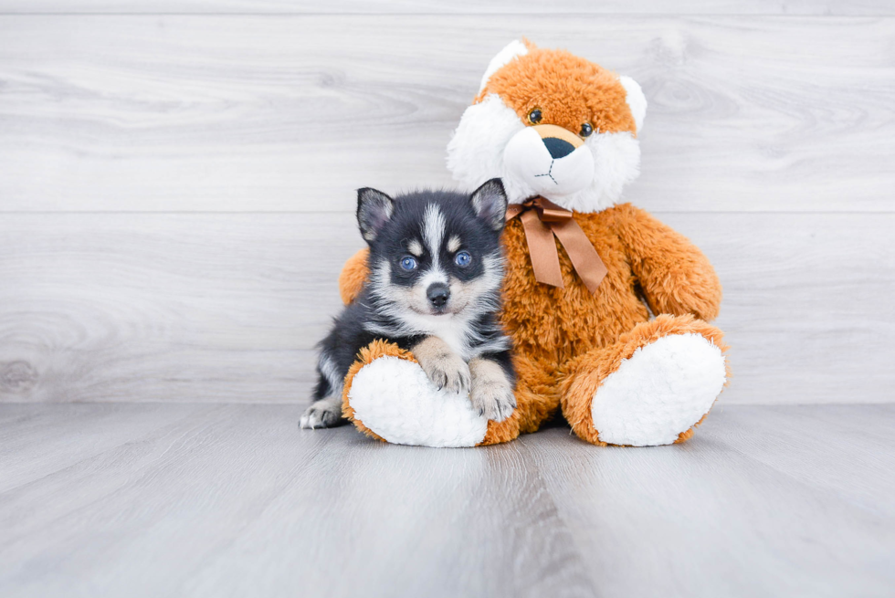 Pomsky Puppy for Adoption