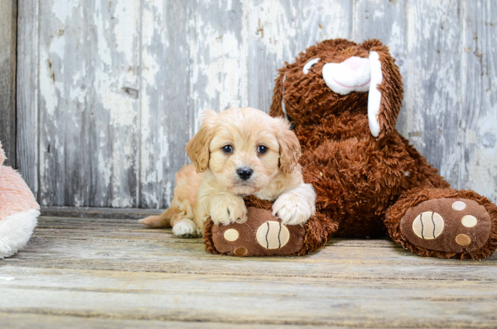 Little Cavalier Designer Puppy