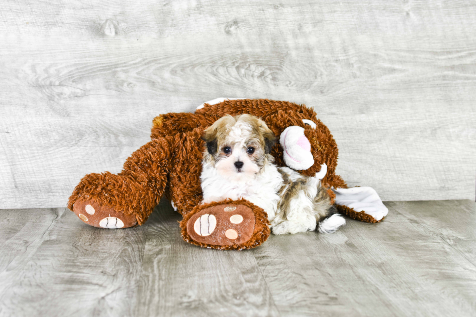 Smart Havanese Purebred Puppy