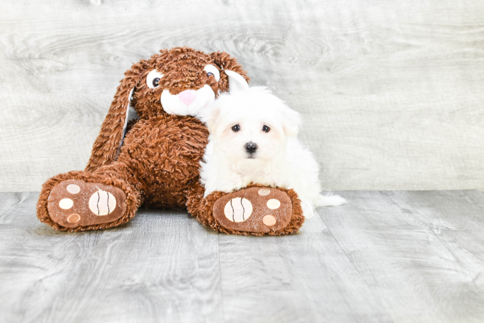 Maltese Pup Being Cute