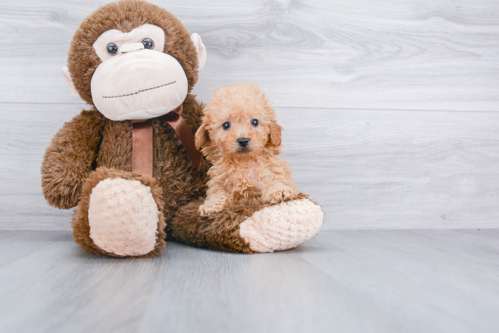 Best Mini Goldendoodle Baby