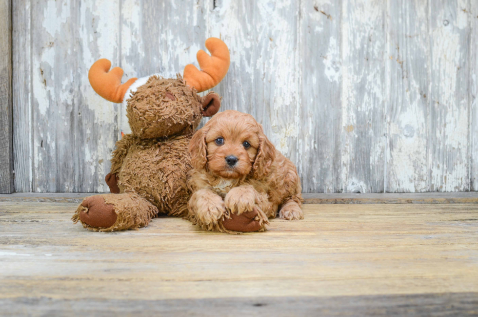 Cavapoo Puppy for Adoption