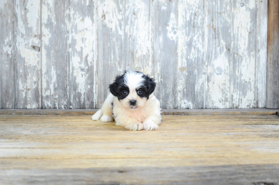 Teddy Bear Pup Being Cute