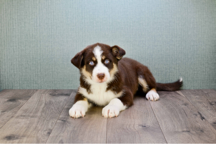 Adorable Mini Husky Designer Puppy