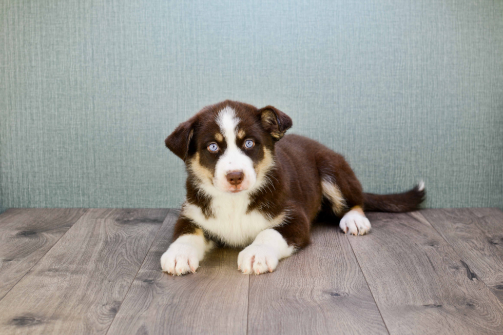 Adorable Mini Husky Designer Puppy