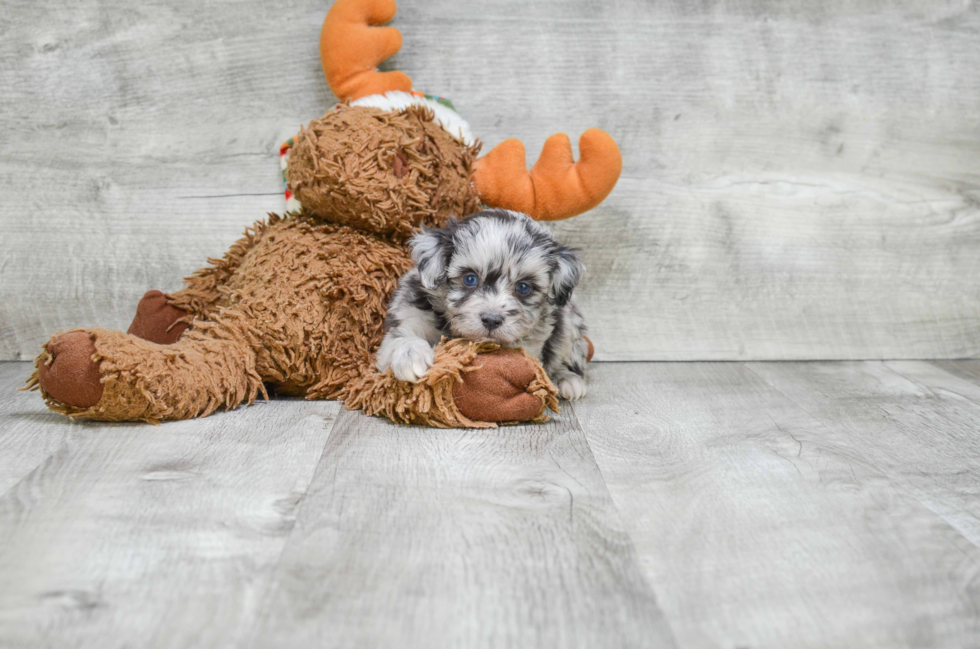 Cute Mini Aussiedoodle Baby