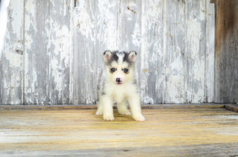 Pomsky Puppy for Adoption