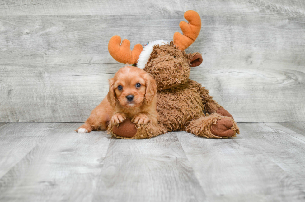 Small Cavalier King Charles Spaniel Purebred Pup