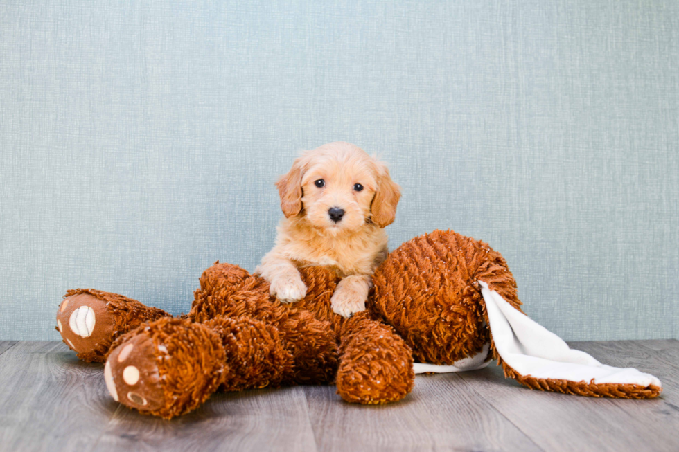 Smart Mini Goldendoodle Poodle Mix Pup