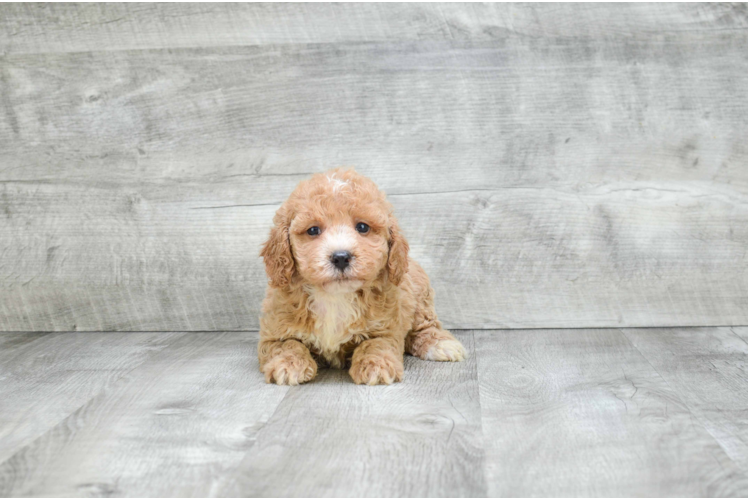 Hypoallergenic Golden Retriever Poodle Mix Puppy