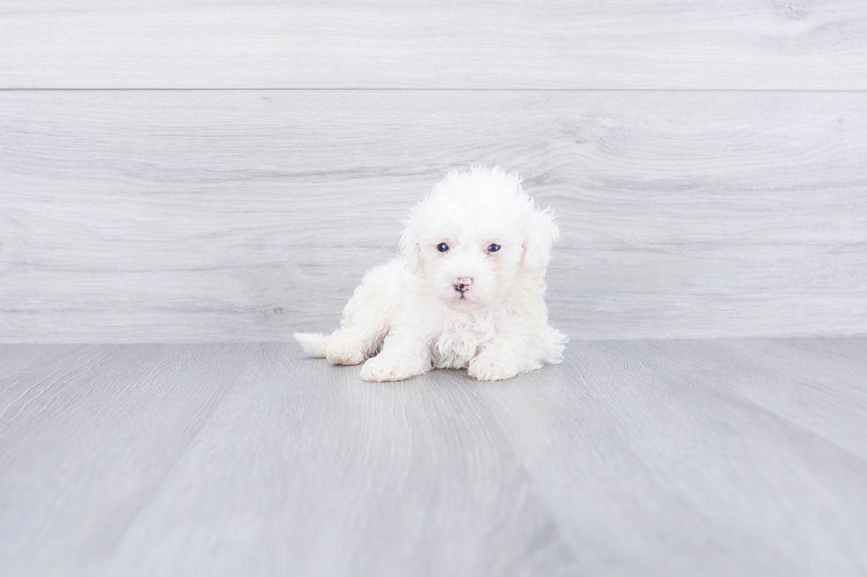 Happy Maltipoo Baby