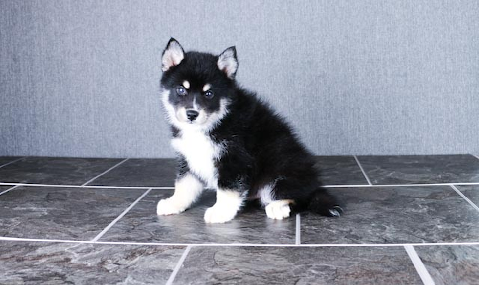 Best Pomsky Baby