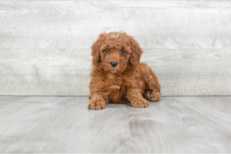 Mini Goldendoodle Puppy for Adoption