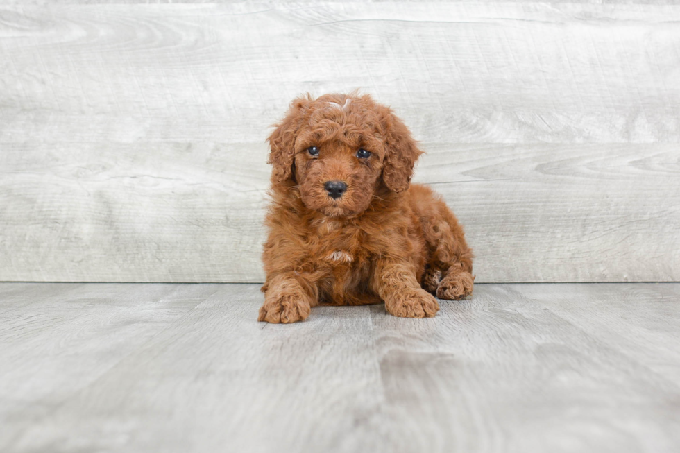 Mini Goldendoodle Puppy for Adoption