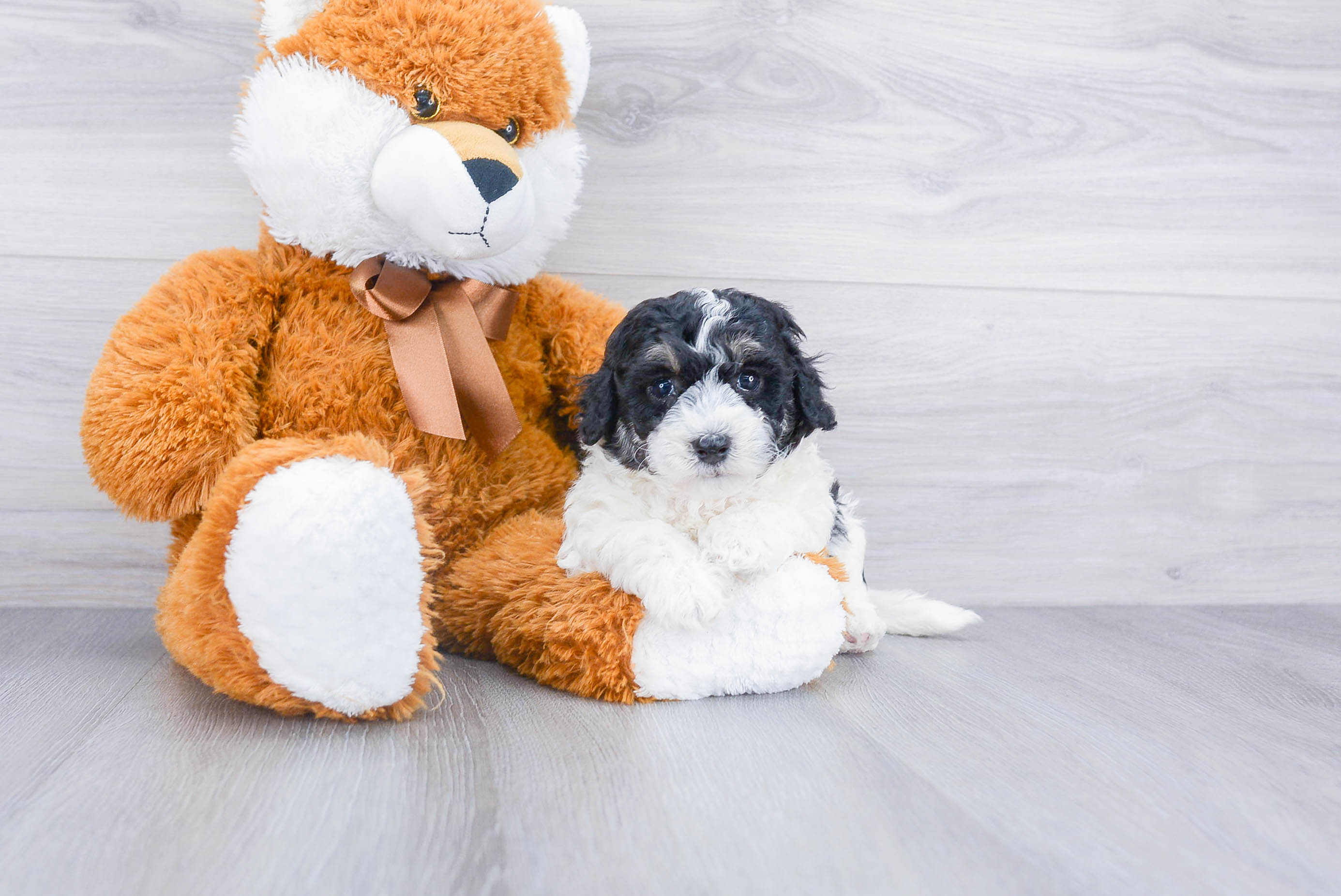 Maltipoo Puppy for Adoption