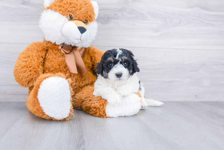 Maltipoo Puppy for Adoption