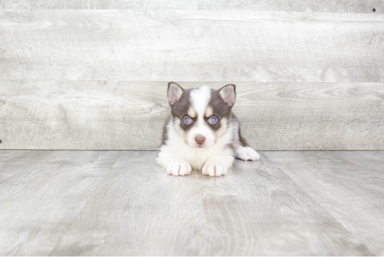 Best Pomsky Baby