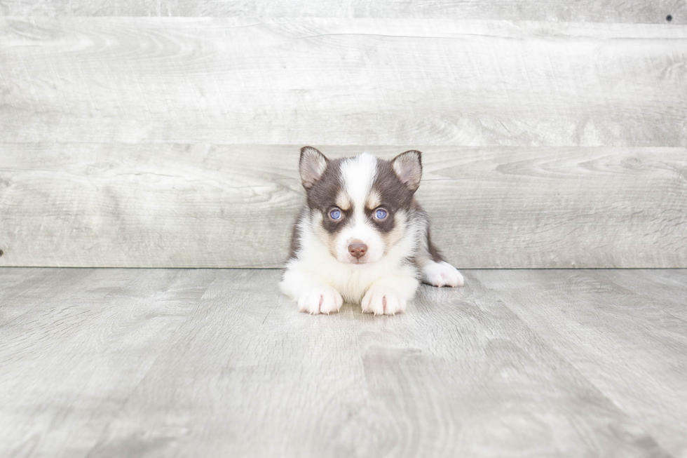 Best Pomsky Baby