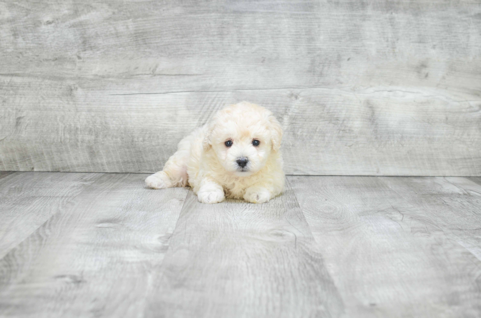 Popular Maltipoo Poodle Mix Pup