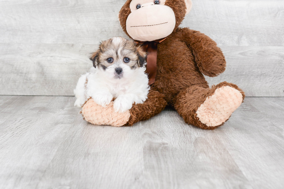 Best Teddy Bear Baby