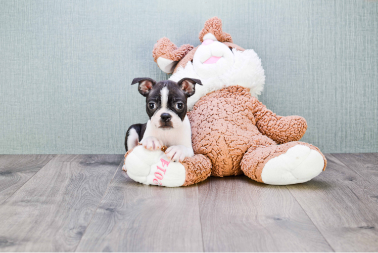 Friendly Boston Terrier Purebred Pup