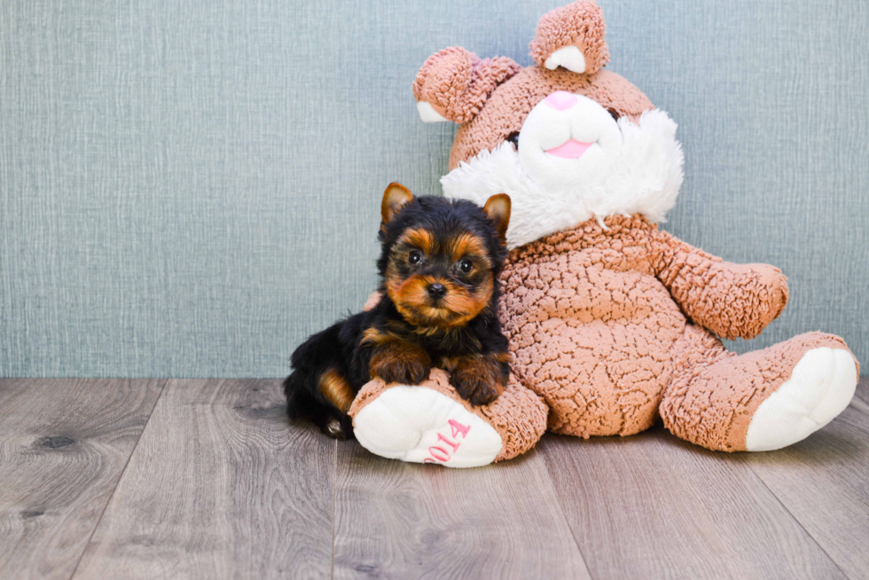 Meet Timmy - our Yorkshire Terrier Puppy Photo 