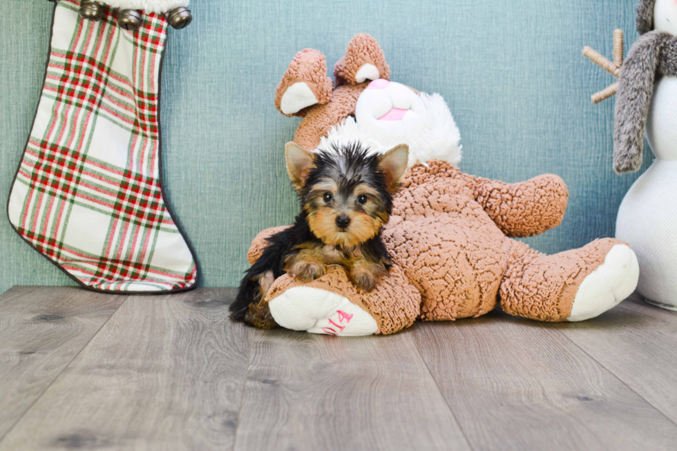 Meet Beckham - our Yorkshire Terrier Puppy Photo 