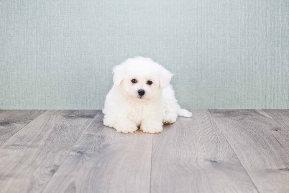 Smart Bichon Frise Purebred Puppy