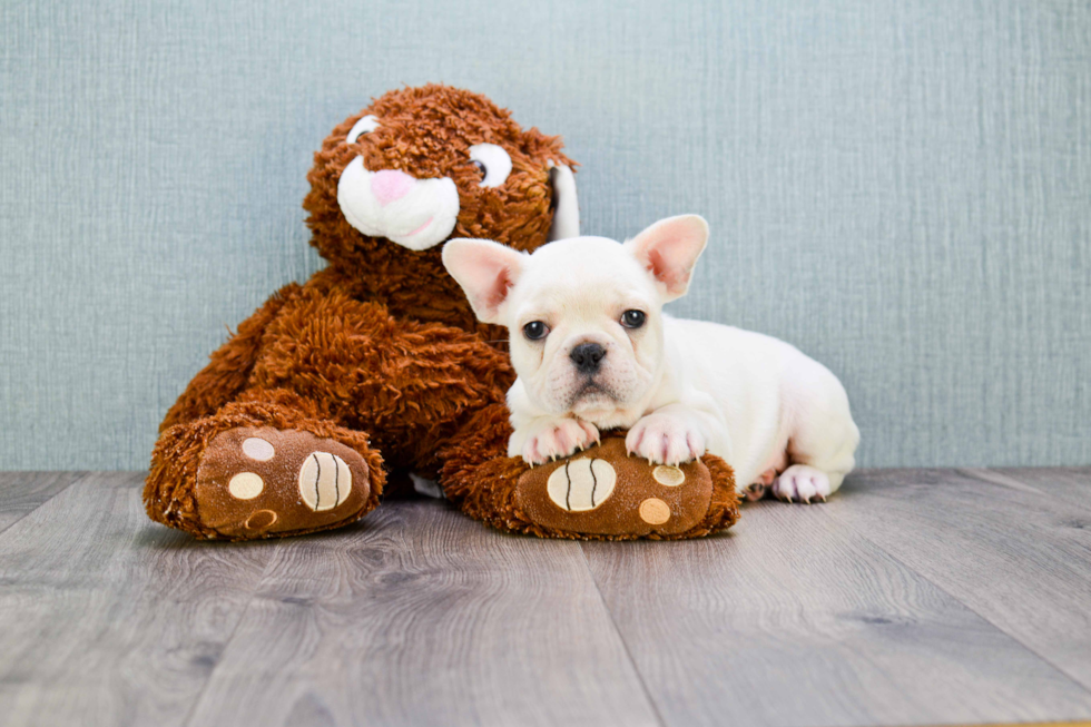 French Bulldog Puppy for Adoption