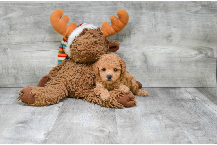 Friendly Poodle Baby