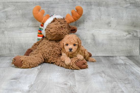 Friendly Poodle Baby