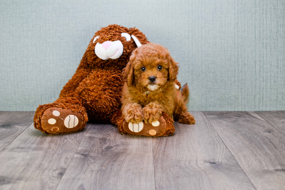 Energetic Cavoodle Poodle Mix Puppy