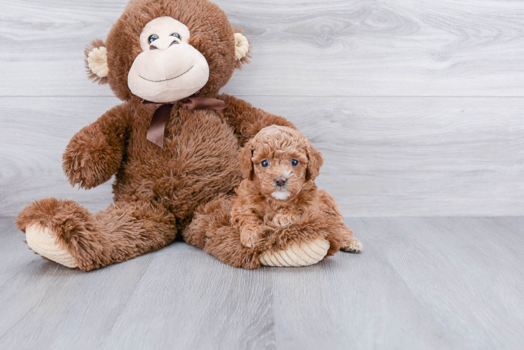 Small Cavapoo Baby