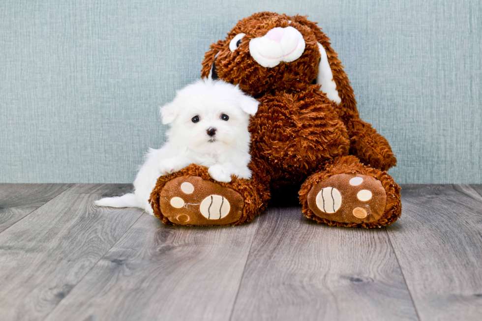 Friendly Maltese Baby